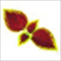 Coleus